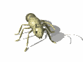 ant-w.gif (10052 octets)
